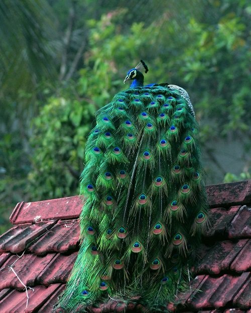 What Does It Mean When a Peacock Spreads Its Feathers 2