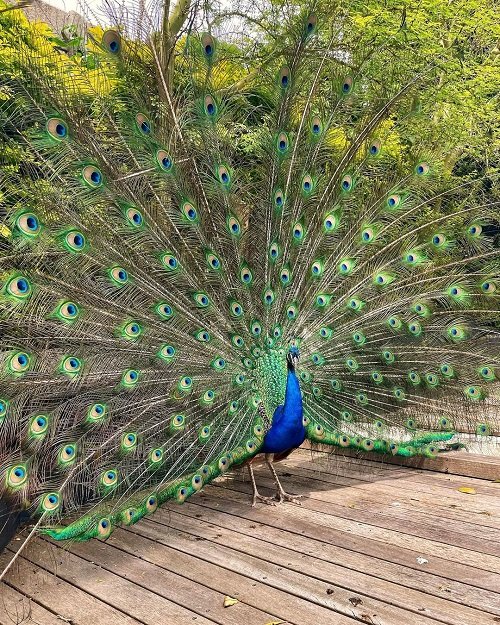 Peacock Spreads Its Feathers