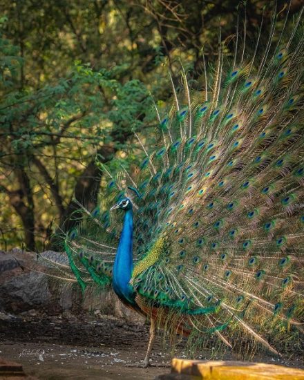 What Does It Mean When a Peacock Spreads Its Feathers | Balcony Garden Web