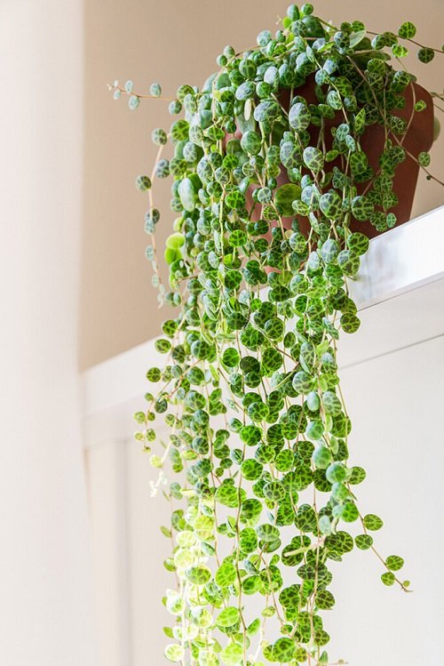 Plants Similar to String of Pearls 4