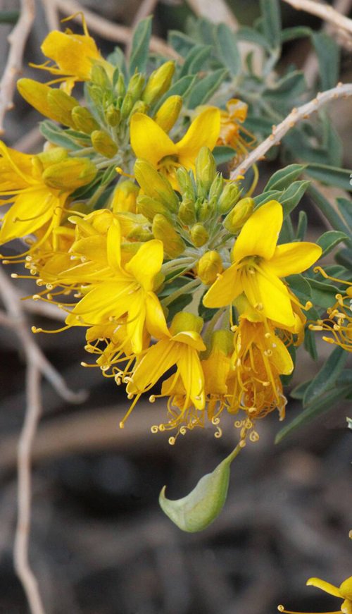 best Four-petaled yellow flowers 