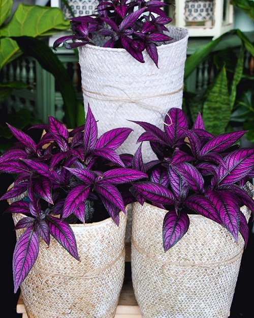 Purple Trailing Plants 5