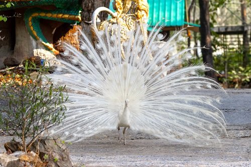 What Does it Mean When You Spot a White Peacock