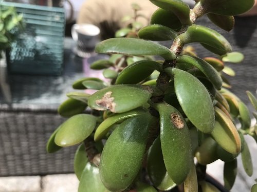 Pests and Diseases Jade Plant Leaves Falling Off