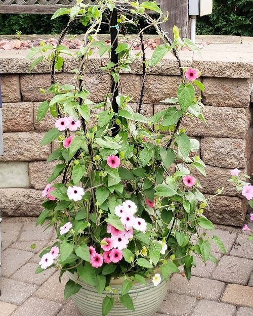 lovely Stunning Vines with Pink Trumpet Flowers