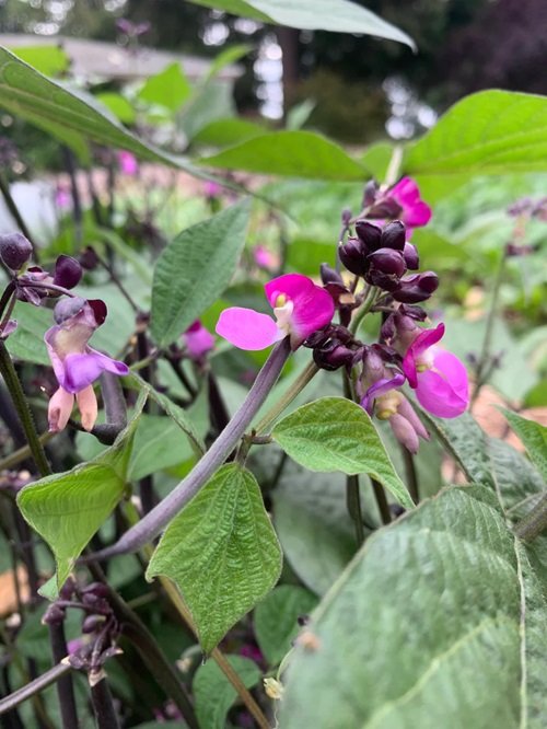 Purple Flowering Bean Varieties With Purple Flowers 5
