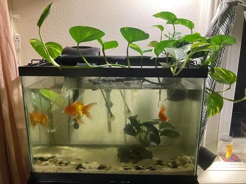Growing a Pothos with Fish