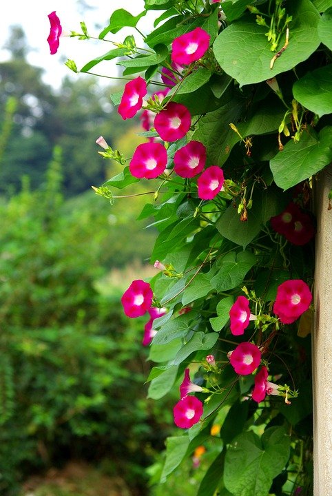 Amazing Stunning Vines with Pink Trumpet Flowers