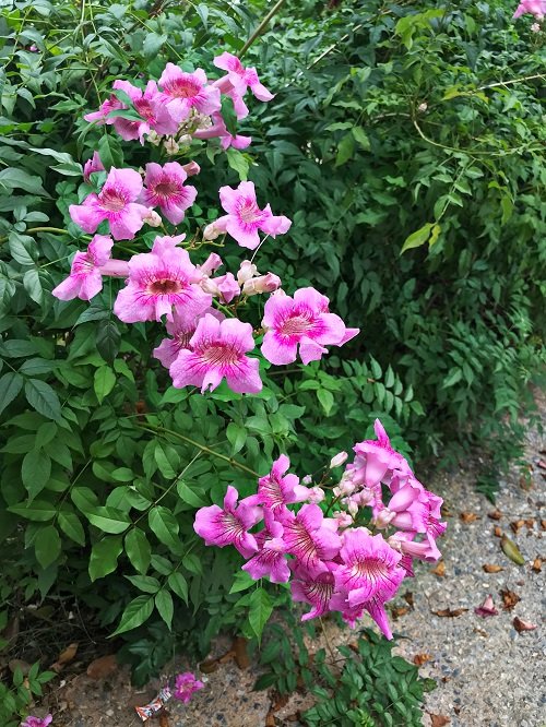 Vines with Pink Trumpet Flowers 1
