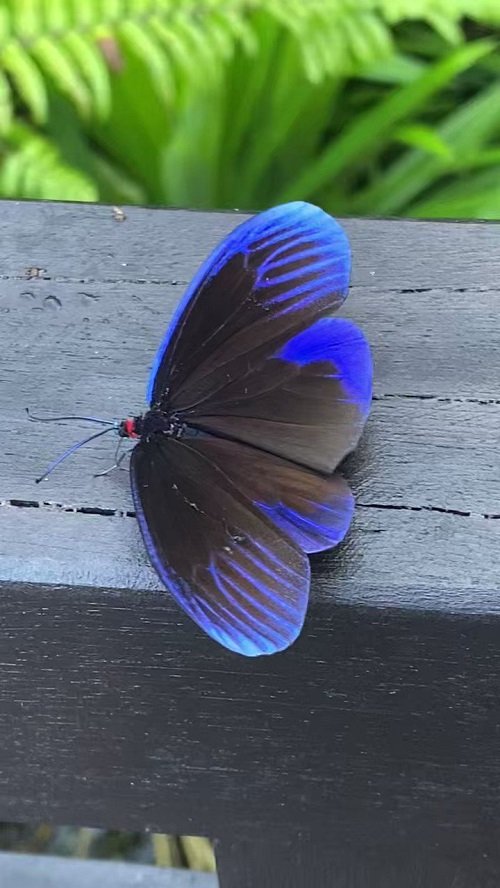 Lovely Beautiful Blue Moths