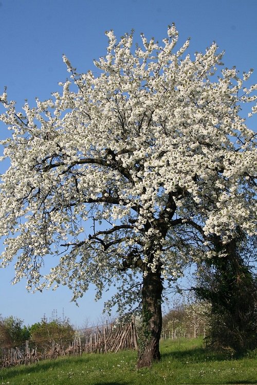 best flowering Trees With A S at the Beginning