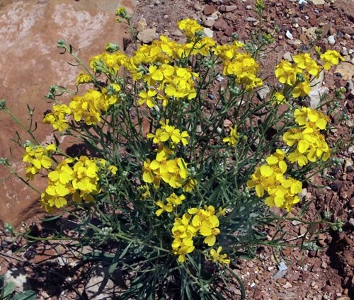 best Yellow Wildflower Types