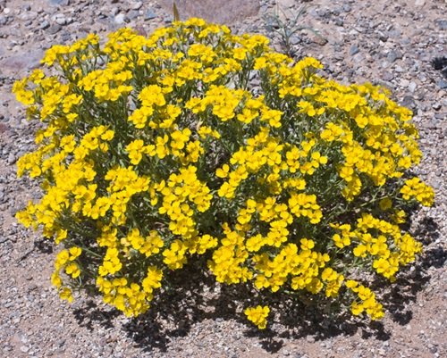 best Yellow Wildflowers 31