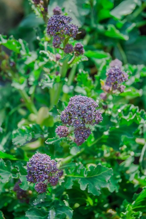 Purple Broccoli With Purple Flowers 7
