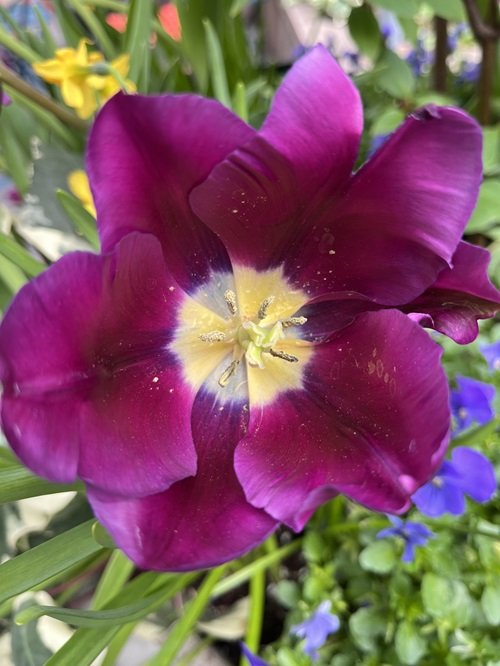 Best Purple Flowers With Yellow Center 7