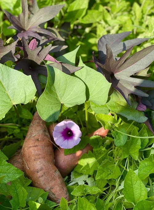 Sweet Potato  With Purple Flowers 6