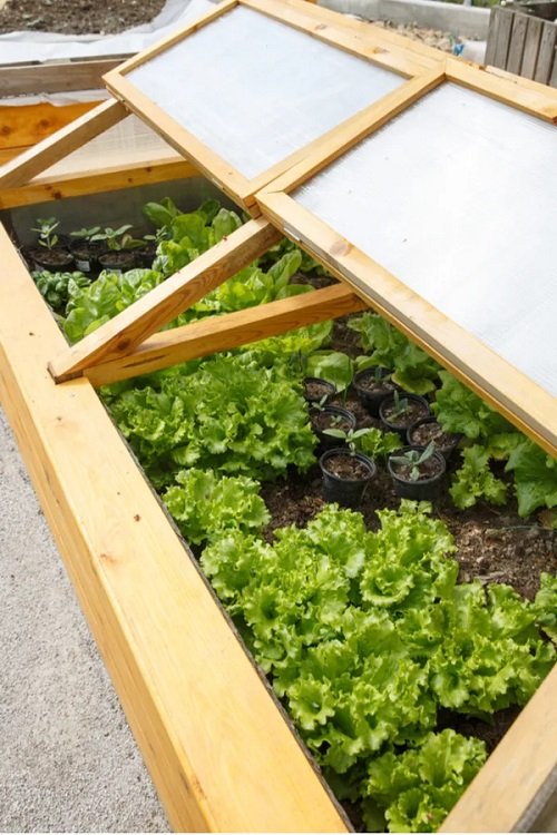 Put Plants into a Cold Frame 8