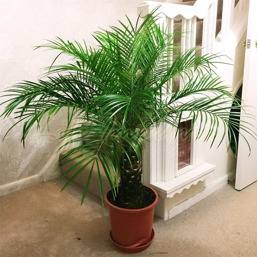 Small Palm Trees in pot
