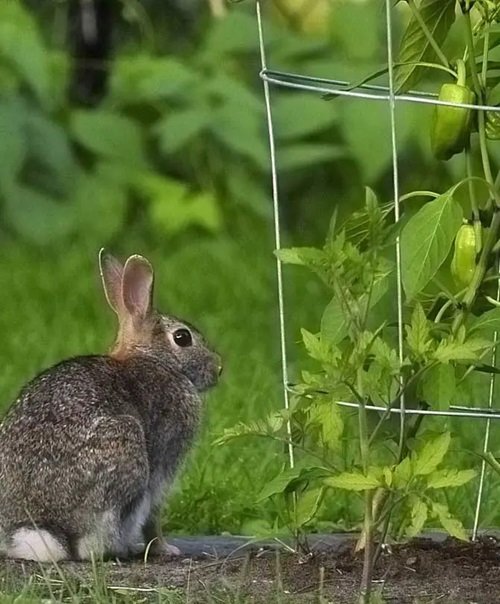 Do Rabbits Eat Pepper Plants 1