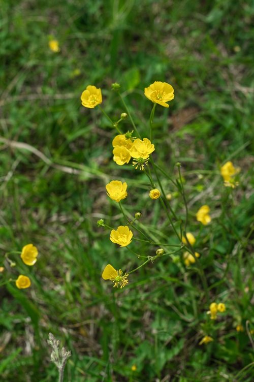 Yellow Wildflowers 9