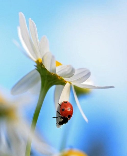 Ladybugs Are Good Luck  1