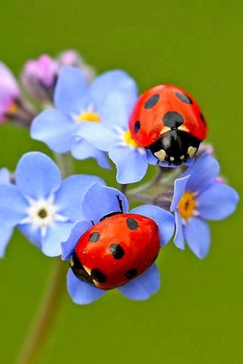 Ladybugs 2