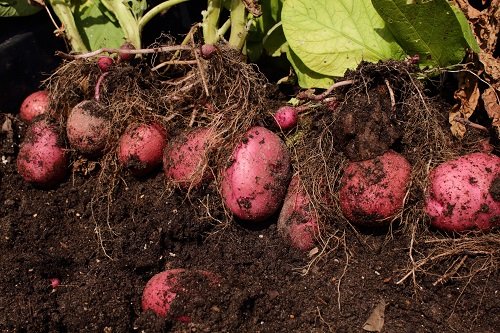 Best Red Root Vegetables 7