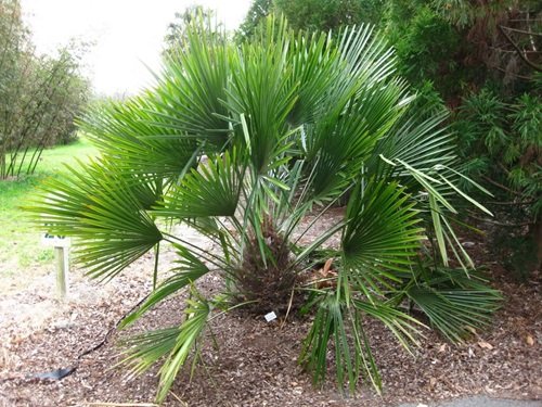 beautiful Small Palm Tree 13