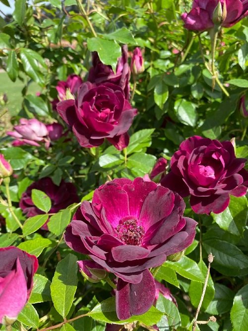best 12 Stunning Burgundy Flowers