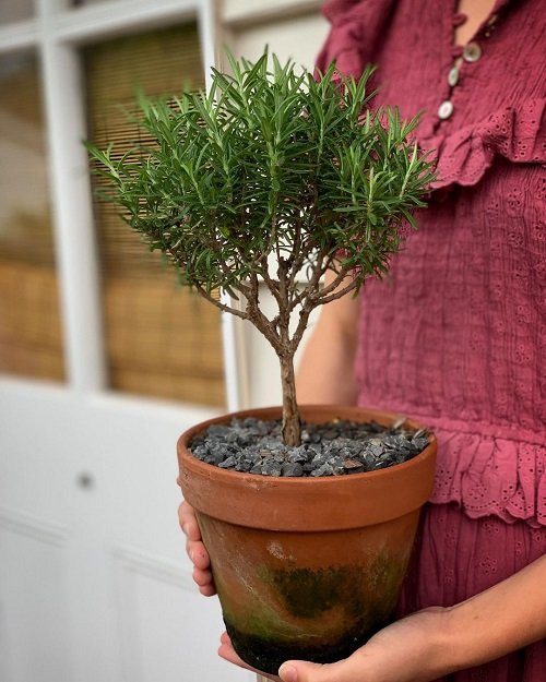 How to Grow Rosemary as a Tree 2