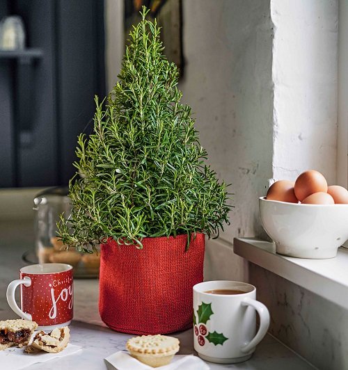  Grow Rosemary in christmas tree