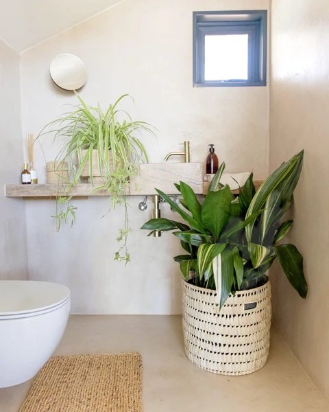 Tips to Keep Plants Healthy in a Bathroom 4
