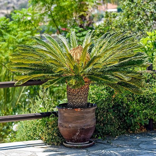 amazing Small Palm Tree 7