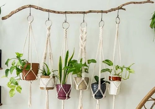 Wooden Branch and Macrame Hanger Sansevieria Display