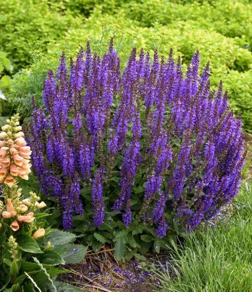 beautiful Purple Annual Flowers