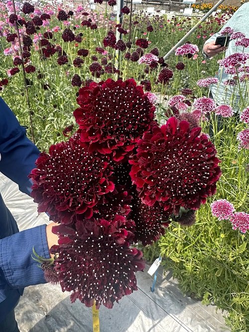 beautiful Stunning Burgundy Flowers 