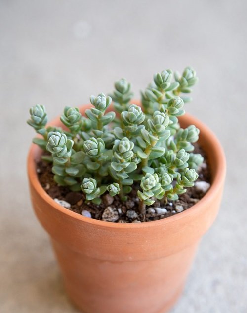 best Small Succulents for a Stylish Garden