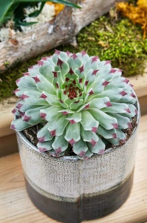 Succulent with Pink Edges17