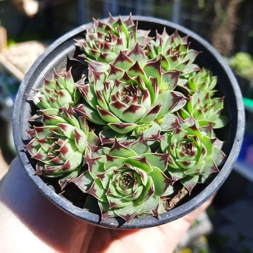 Tiny Mini Succulents 