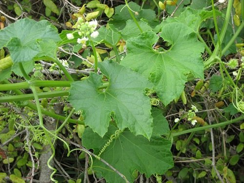 Weeds That Look Like Squash Plant 3