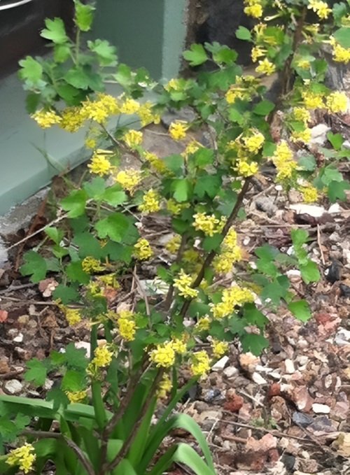 Yellow Wildflowers 33