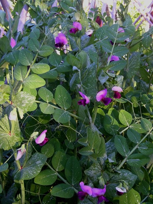 Snap Pea With Purple Flowers 2