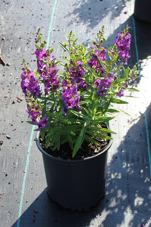 Purple Annual Flowers in black pot