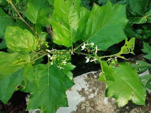 best Weeds That Look Like Squash Plant