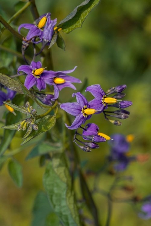 Purple Flowers With Yellow Center