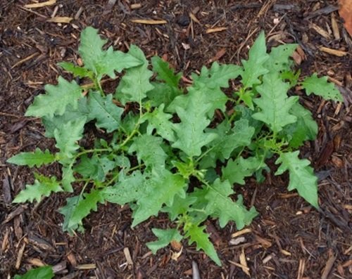 Weeds That Look Like Squash Plant 9