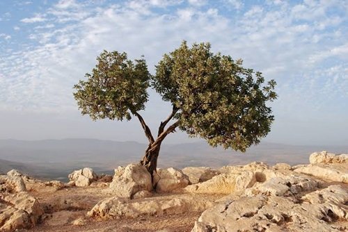  Spiritual Meaning of Planting an Olive Tree 1