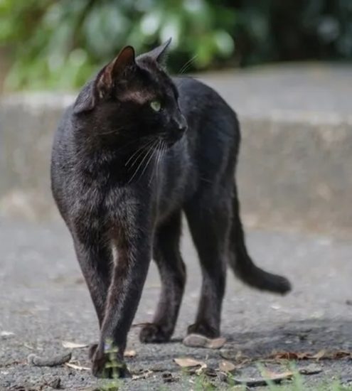 what does it mean when a black cat appears out of nowhere