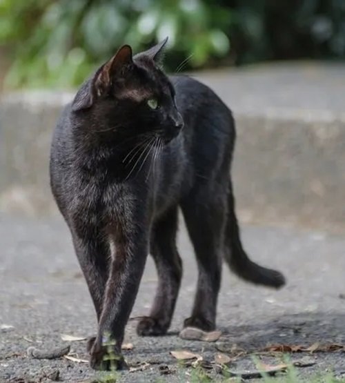 What Does It Mean When You See a Black Cat 1
