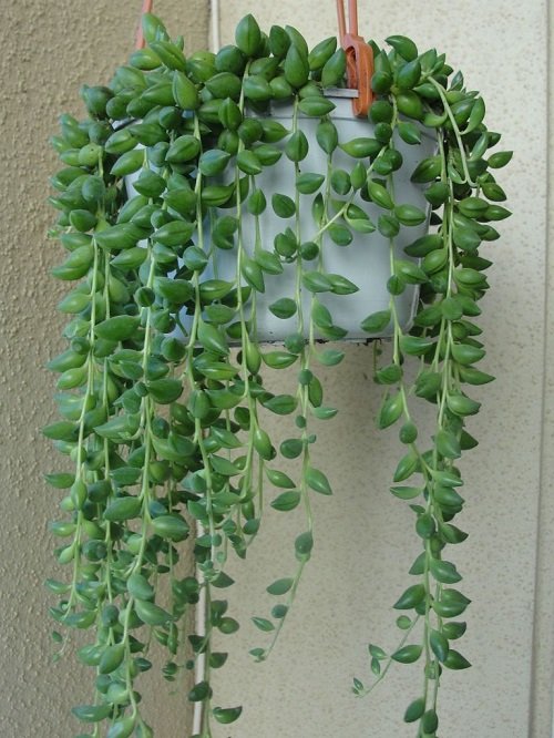 Plants Similar to String of Pearls 1